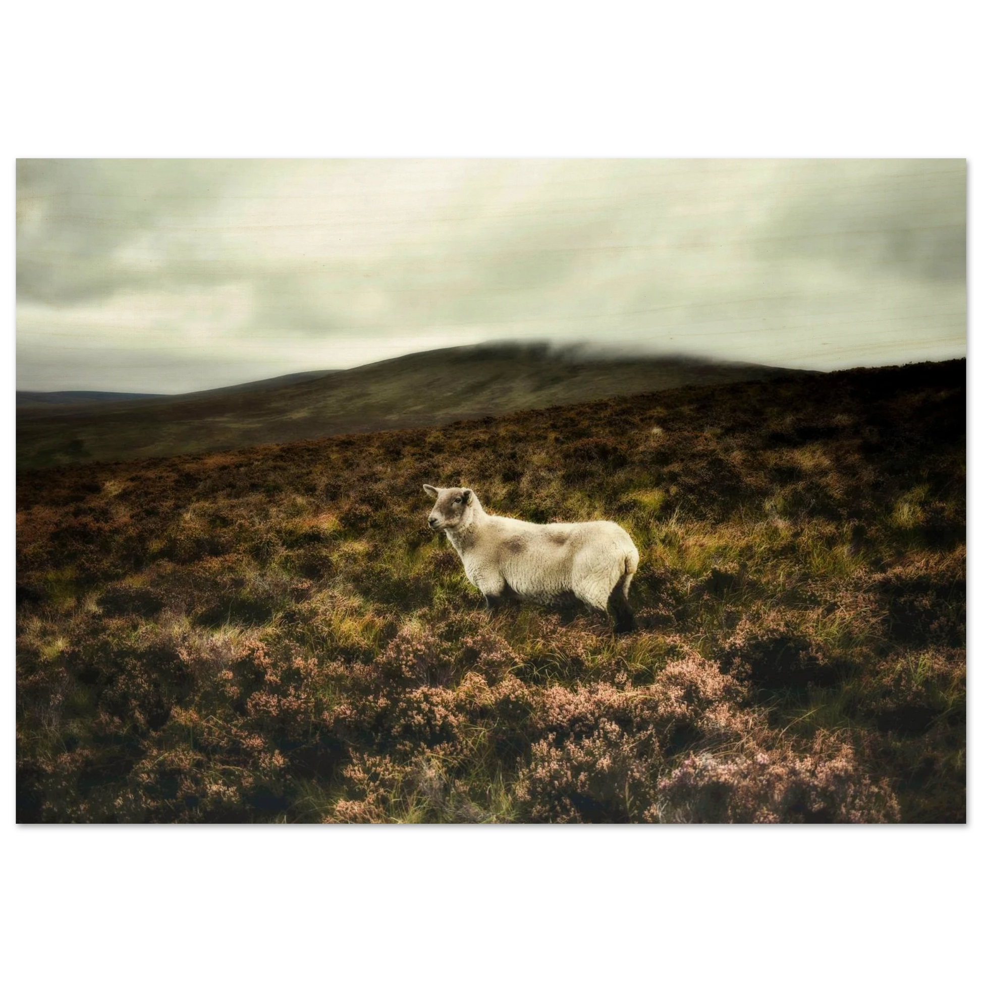 0558b0ec-aab9-440f-b407-06d3663196b4