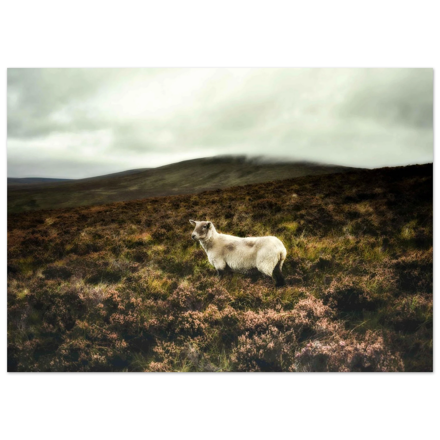 24311c91-6838-41bc-950f-cf72d9c3a0d5