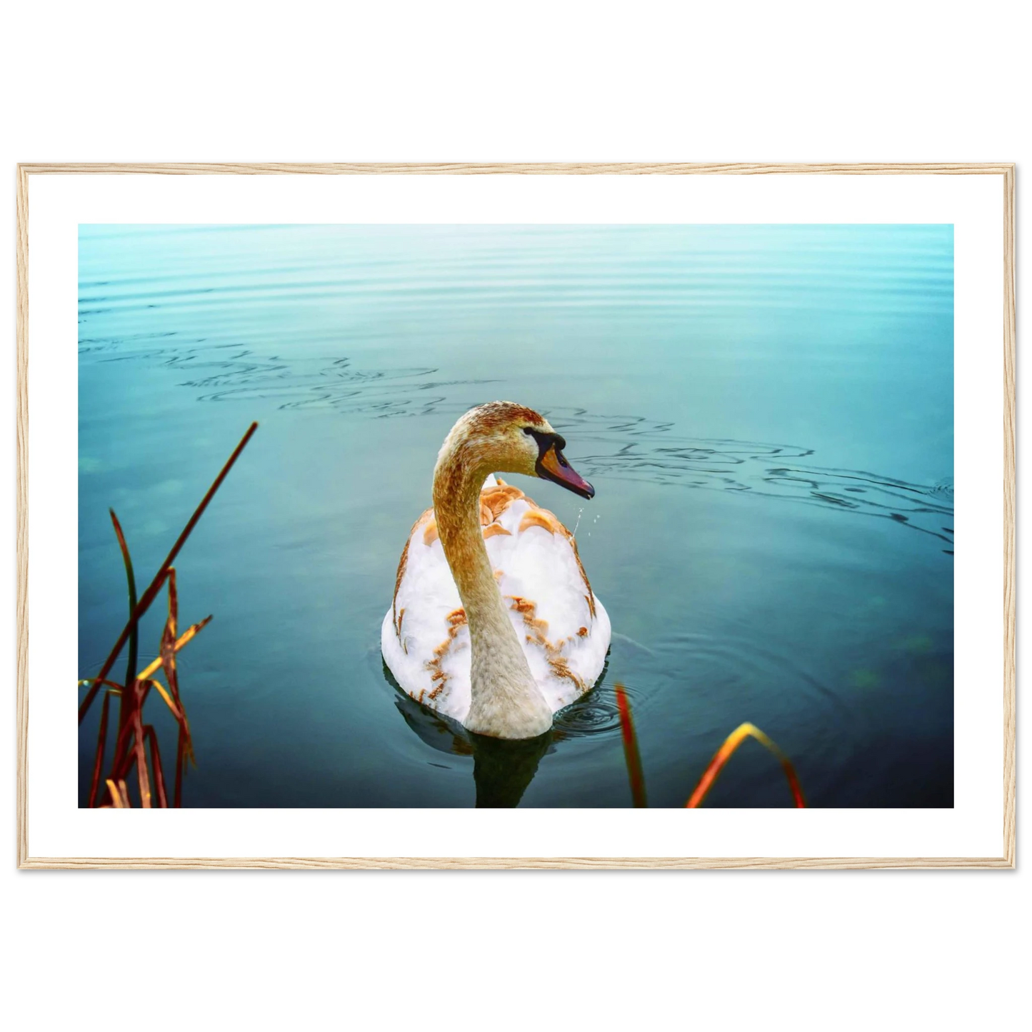 272347ba-bf87-4429-8d21-236b2ad8b2ea