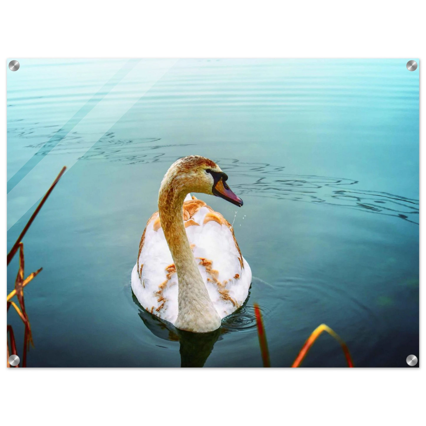 5b9272ac-3e3a-4770-9a94-474589eec4d4