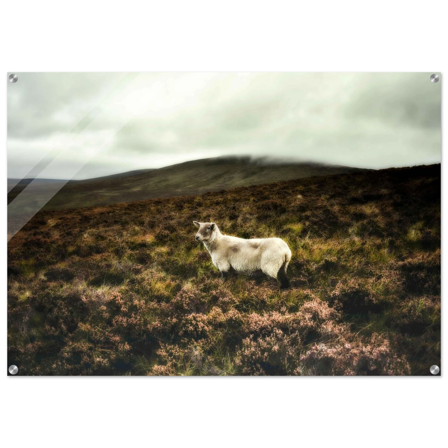 7747b893-c8d8-4b4d-83d2-51c40fd7c266