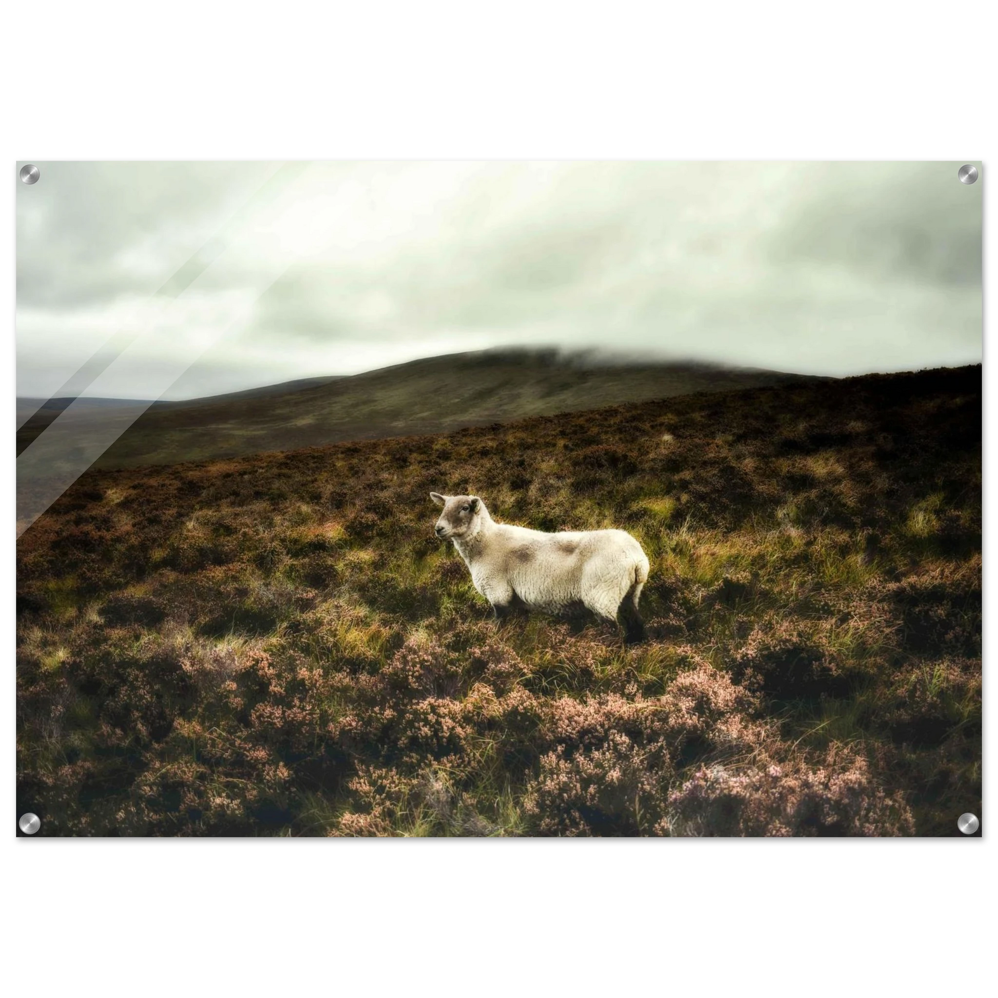 7747b893-c8d8-4b4d-83d2-51c40fd7c266