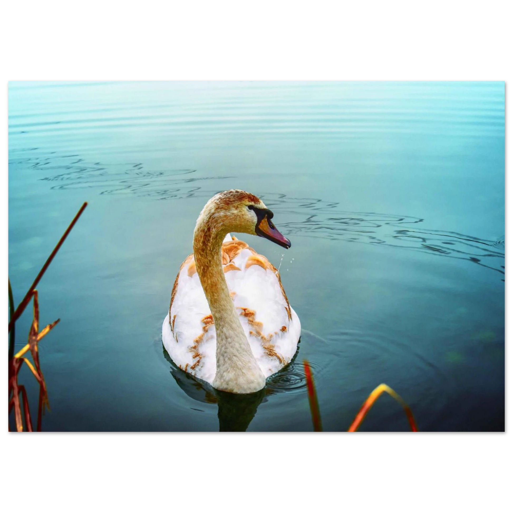 78aed6cb-b1e3-4cc0-b7c9-adbd1b1270ca