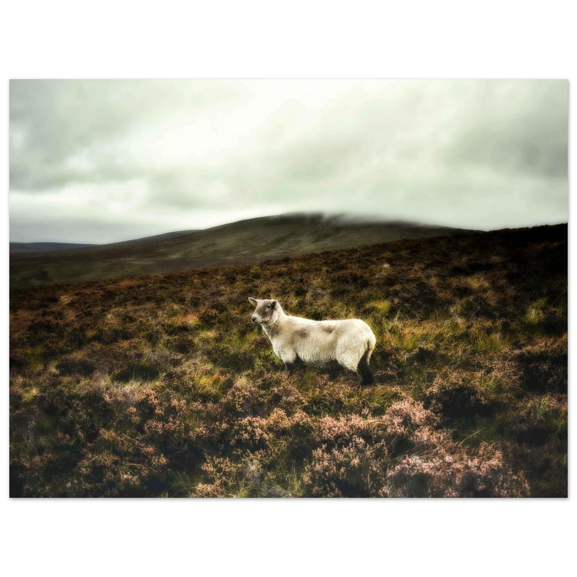 8f817e04-bf5e-494e-a13e-66552139a2cb