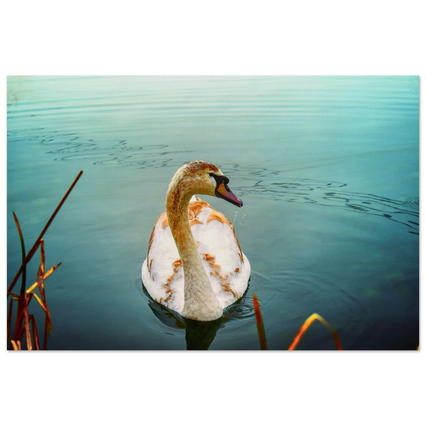 aa1a447e-d8bf-4993-bb1f-79596d01b470