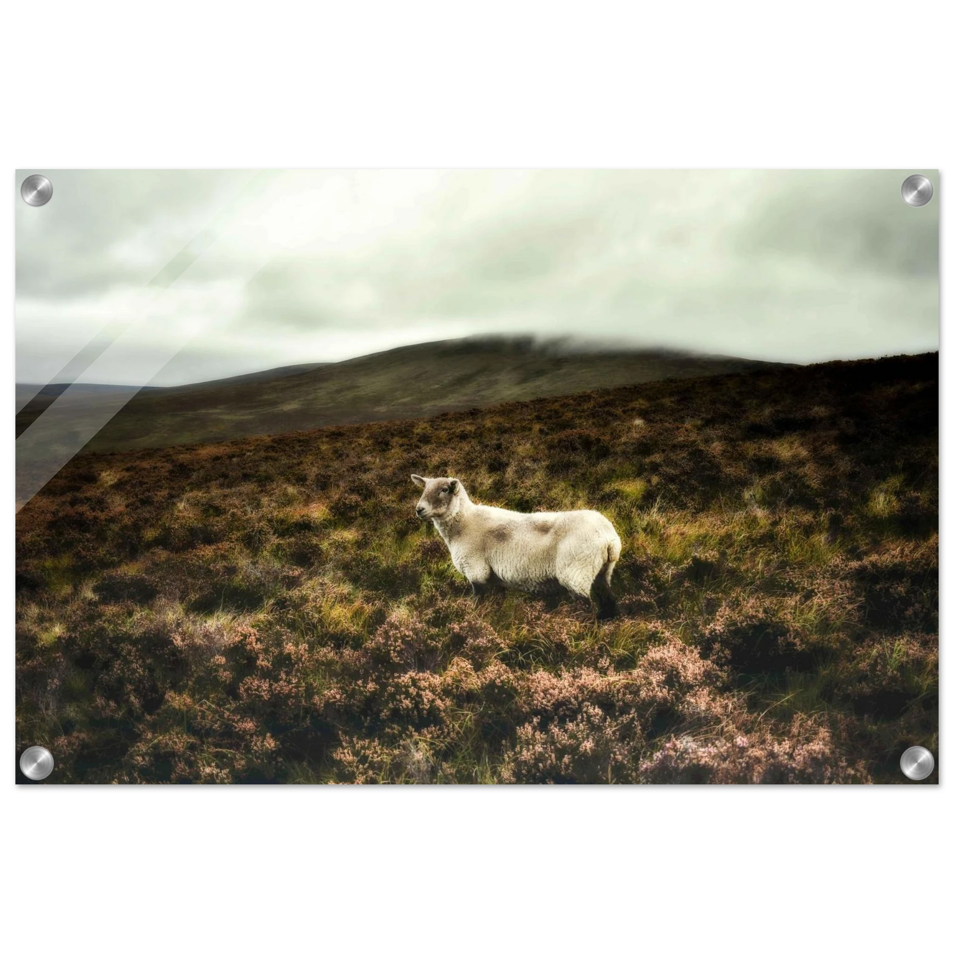 b4d8f97d-0a97-4a8d-aa5e-ceb777ec644c