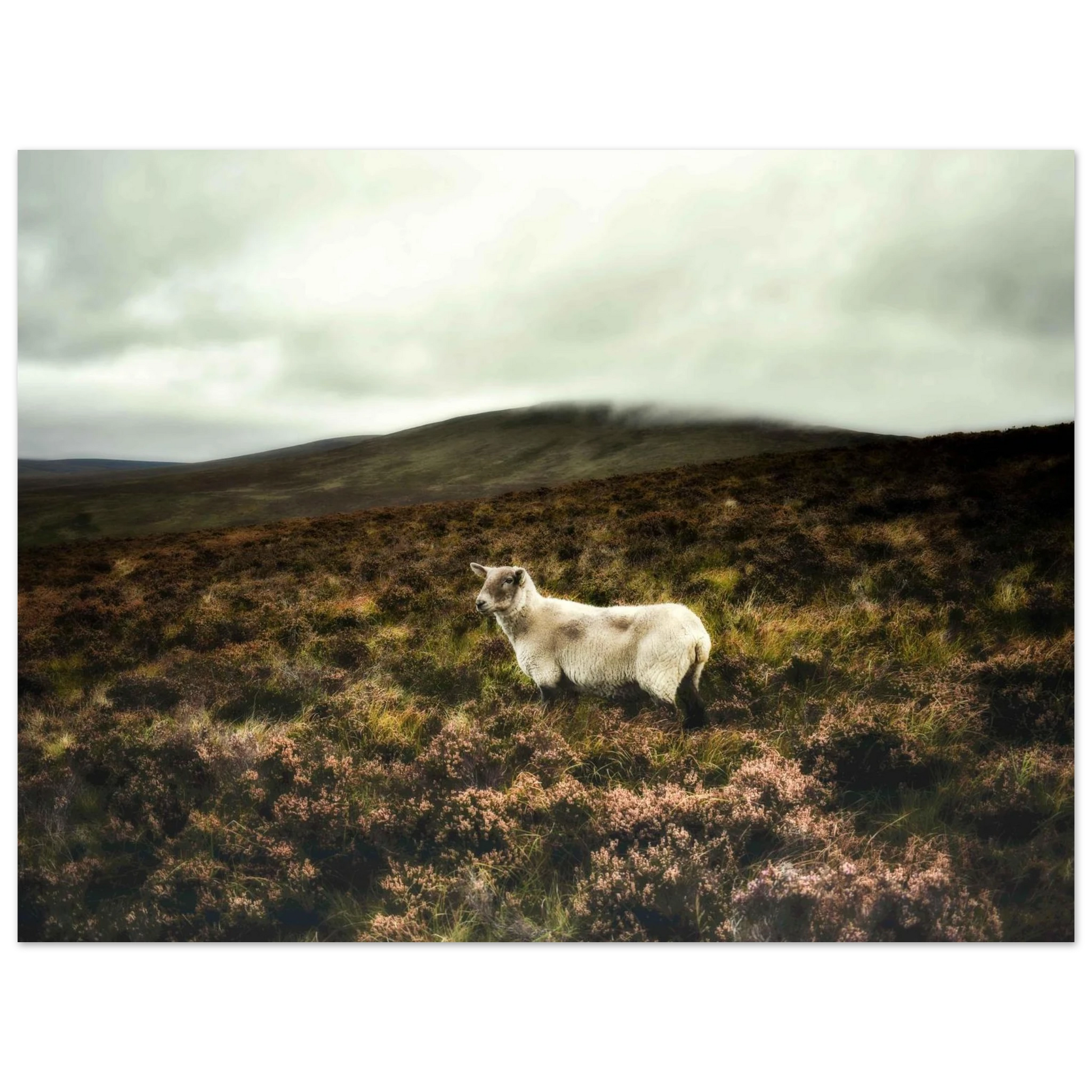 c64196ba-c666-4954-84a5-6f3a7532a27f