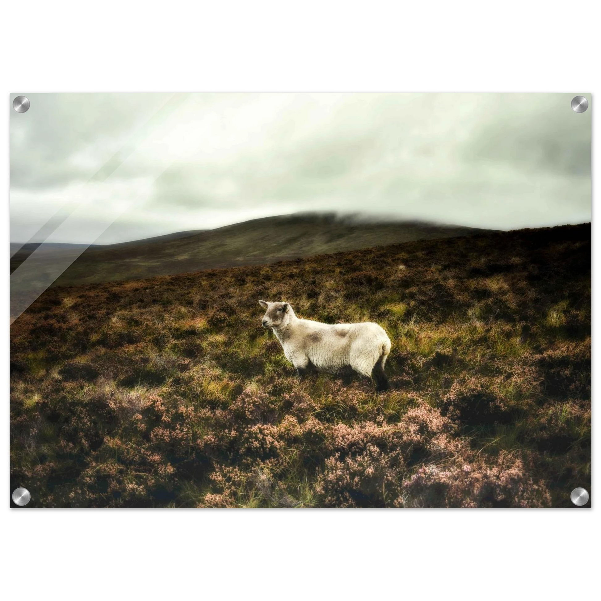 c86e3a65-0a6f-4ba4-9e64-c8a81c3fc04d