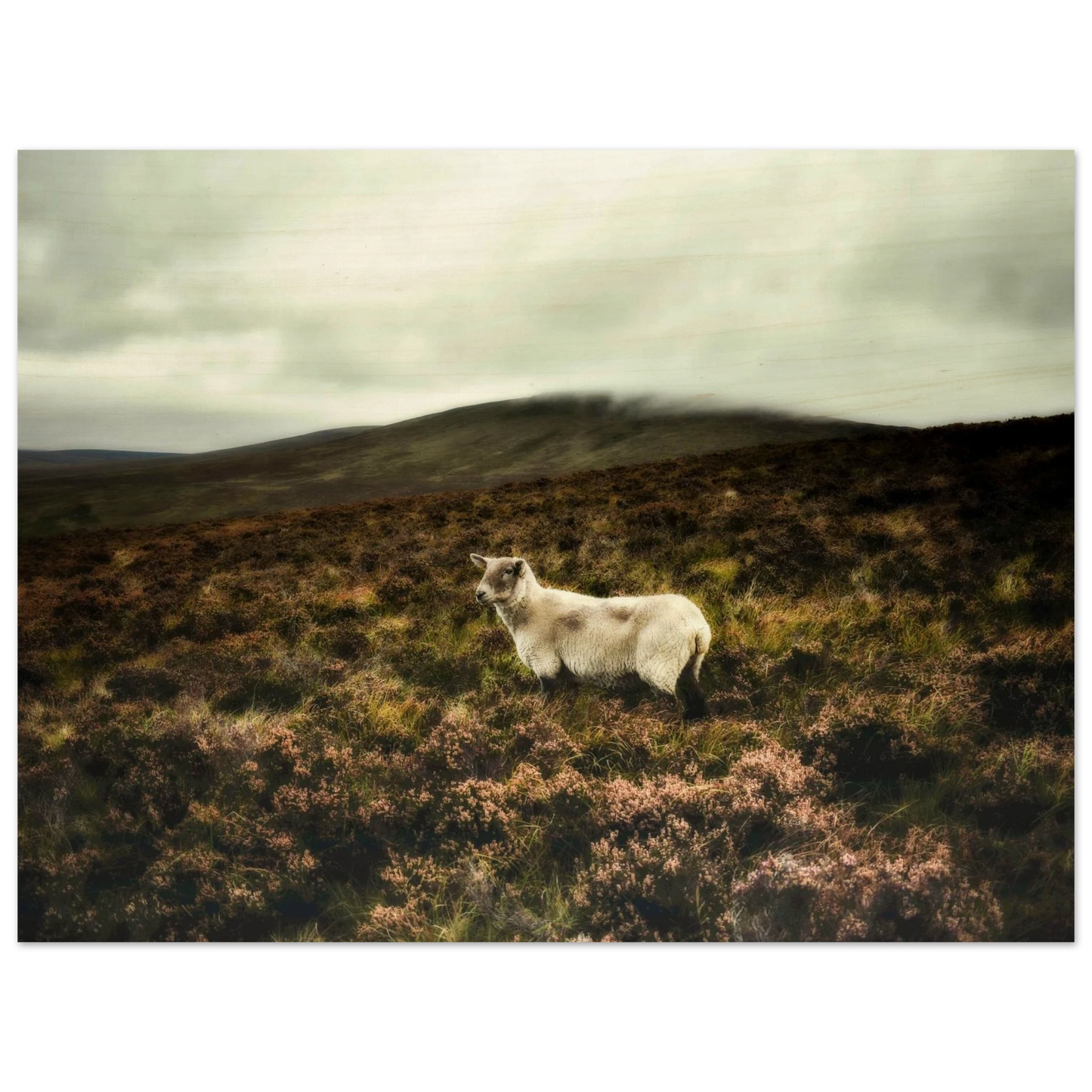 f119728c-5868-4d70-8c85-ad01bf7c7cc4