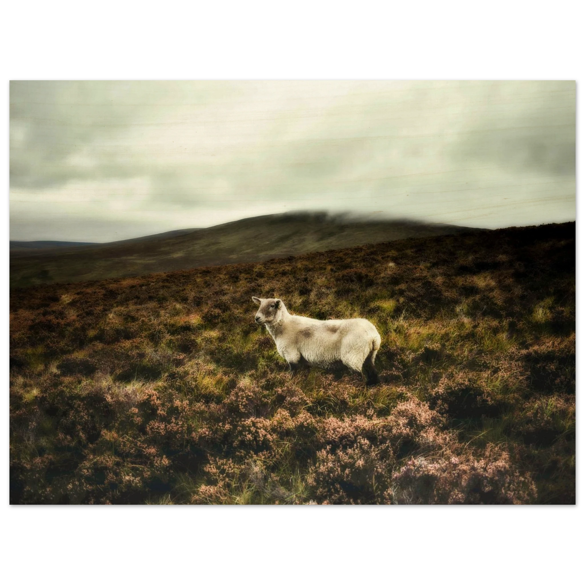 f119728c-5868-4d70-8c85-ad01bf7c7cc4