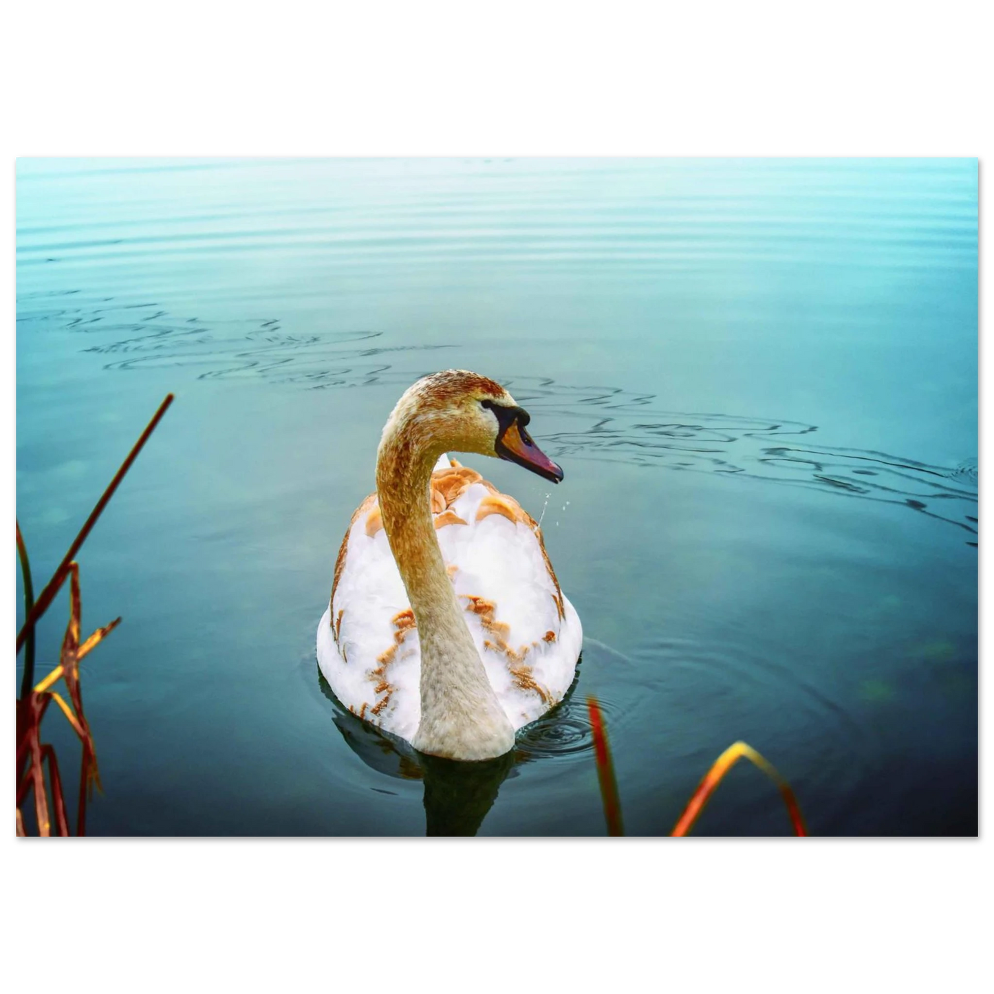 f6bfd732-b57d-4479-896e-29a8026de9d4