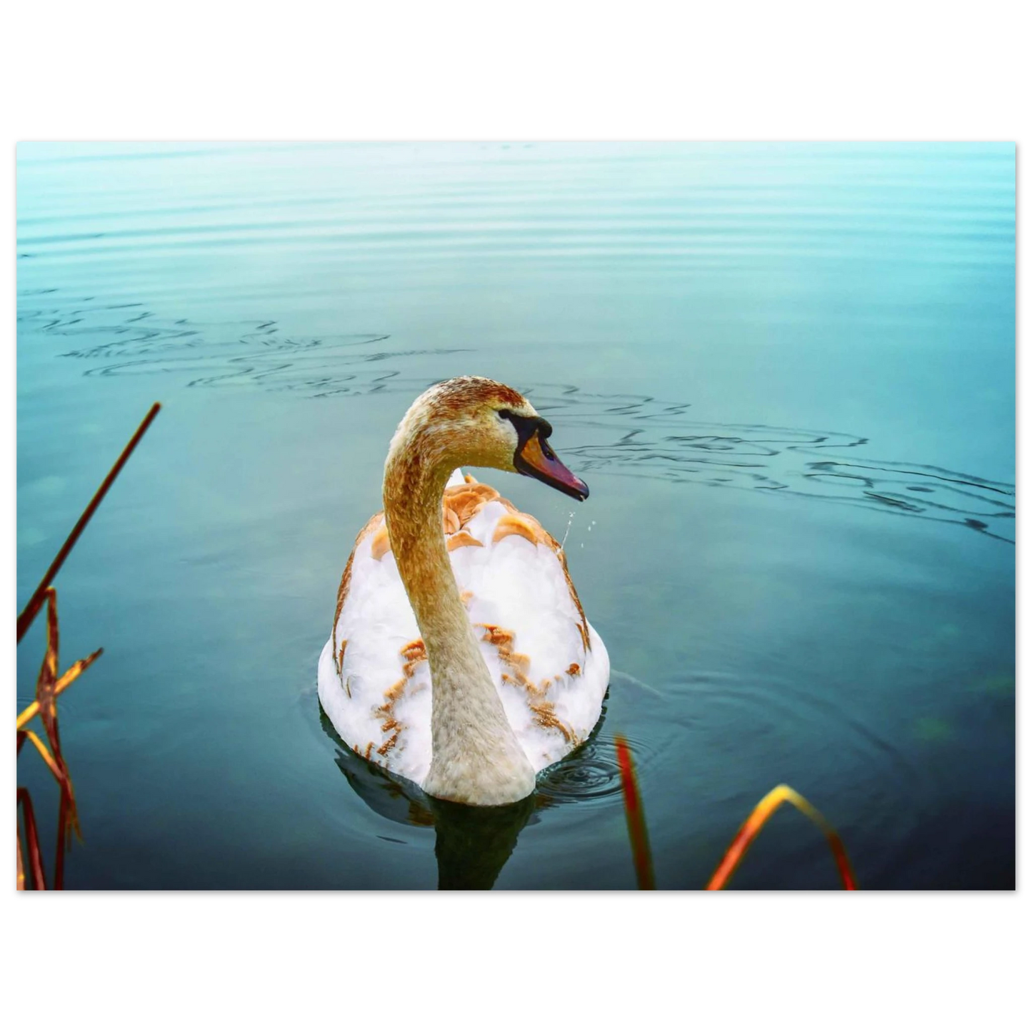 0342507c-d11f-4ccc-b3a2-527485cf4a4a