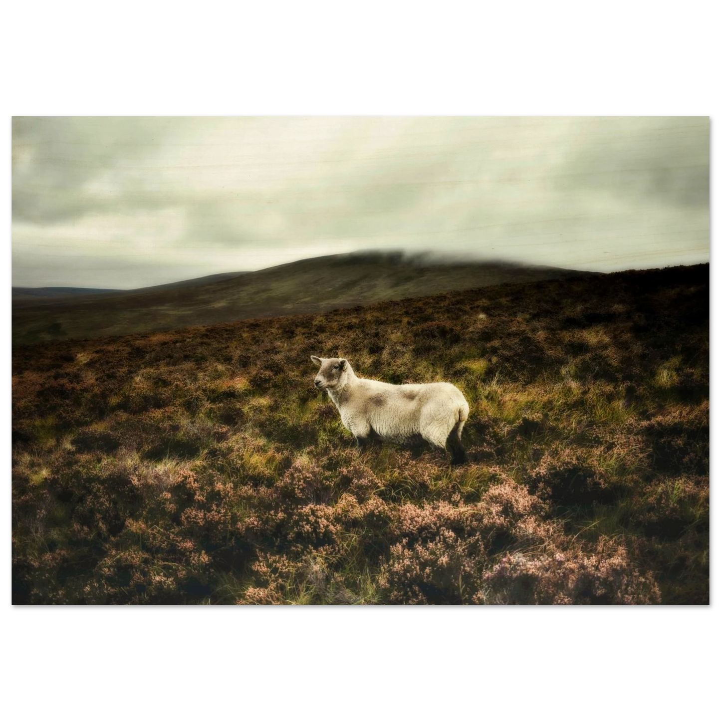 0558b0ec-aab9-440f-b407-06d3663196b4