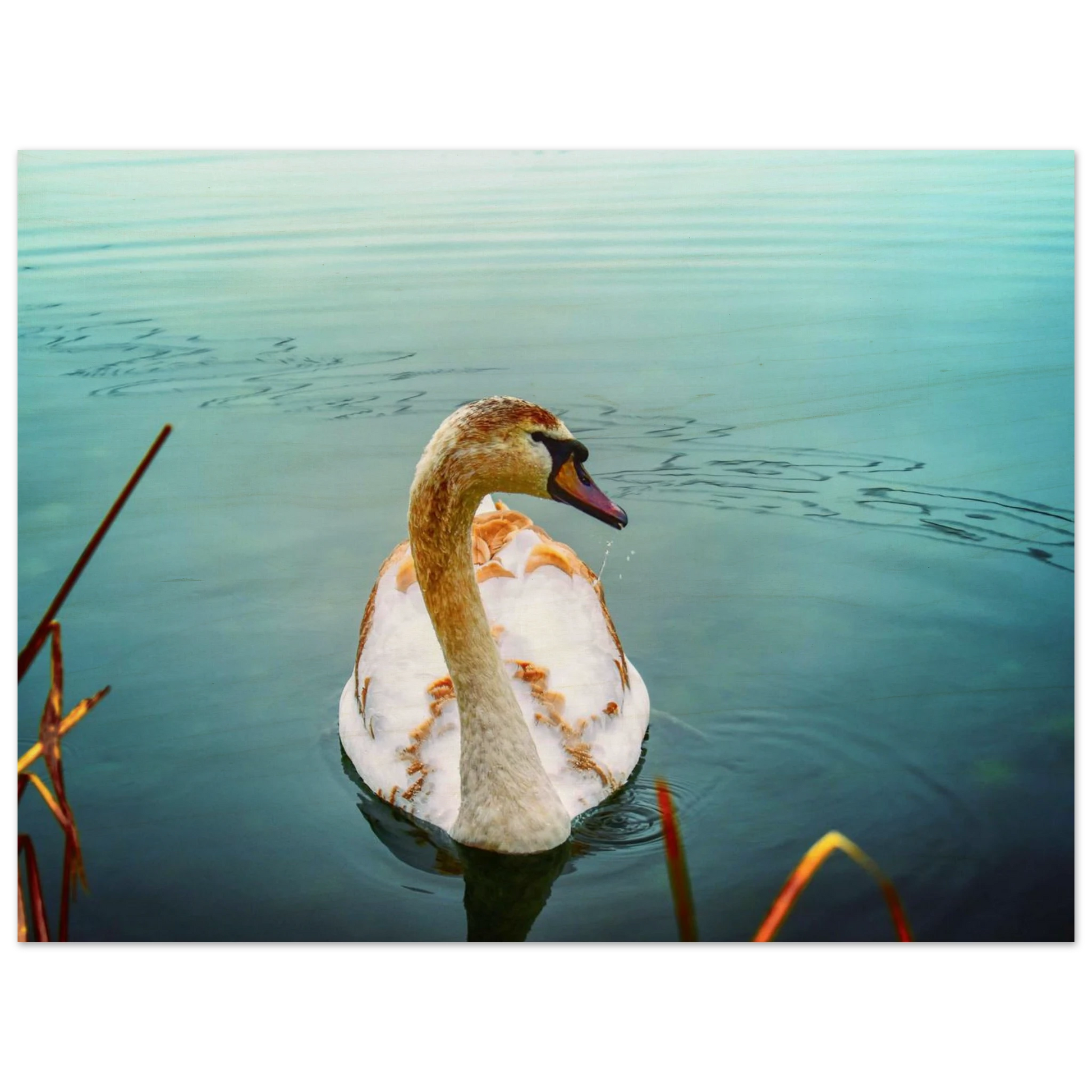 0d8681ff-816c-40c4-85da-704ffea50c00