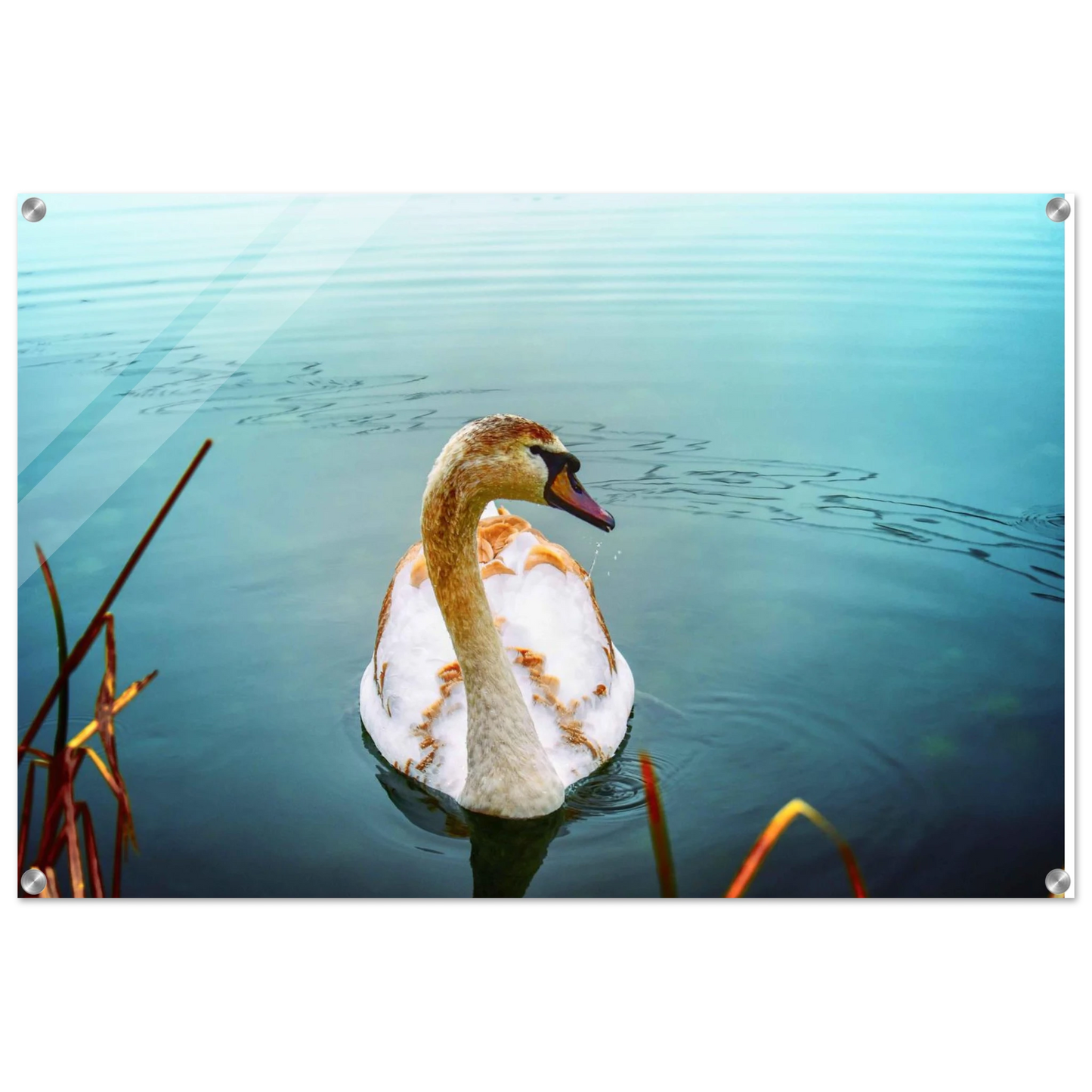 117d813d-2e97-4940-a716-0dd2cbecb78c