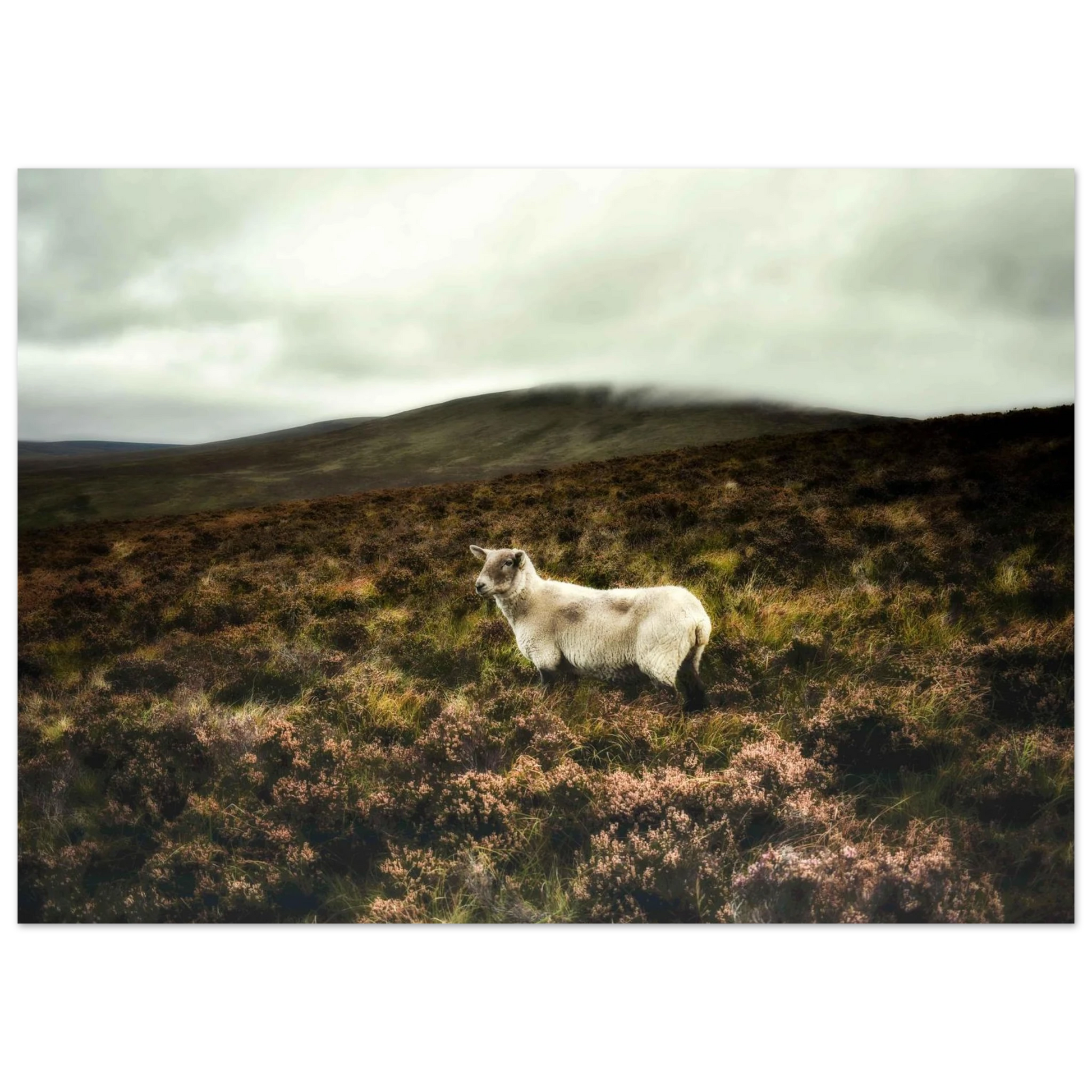 24311c91-6838-41bc-950f-cf72d9c3a0d5