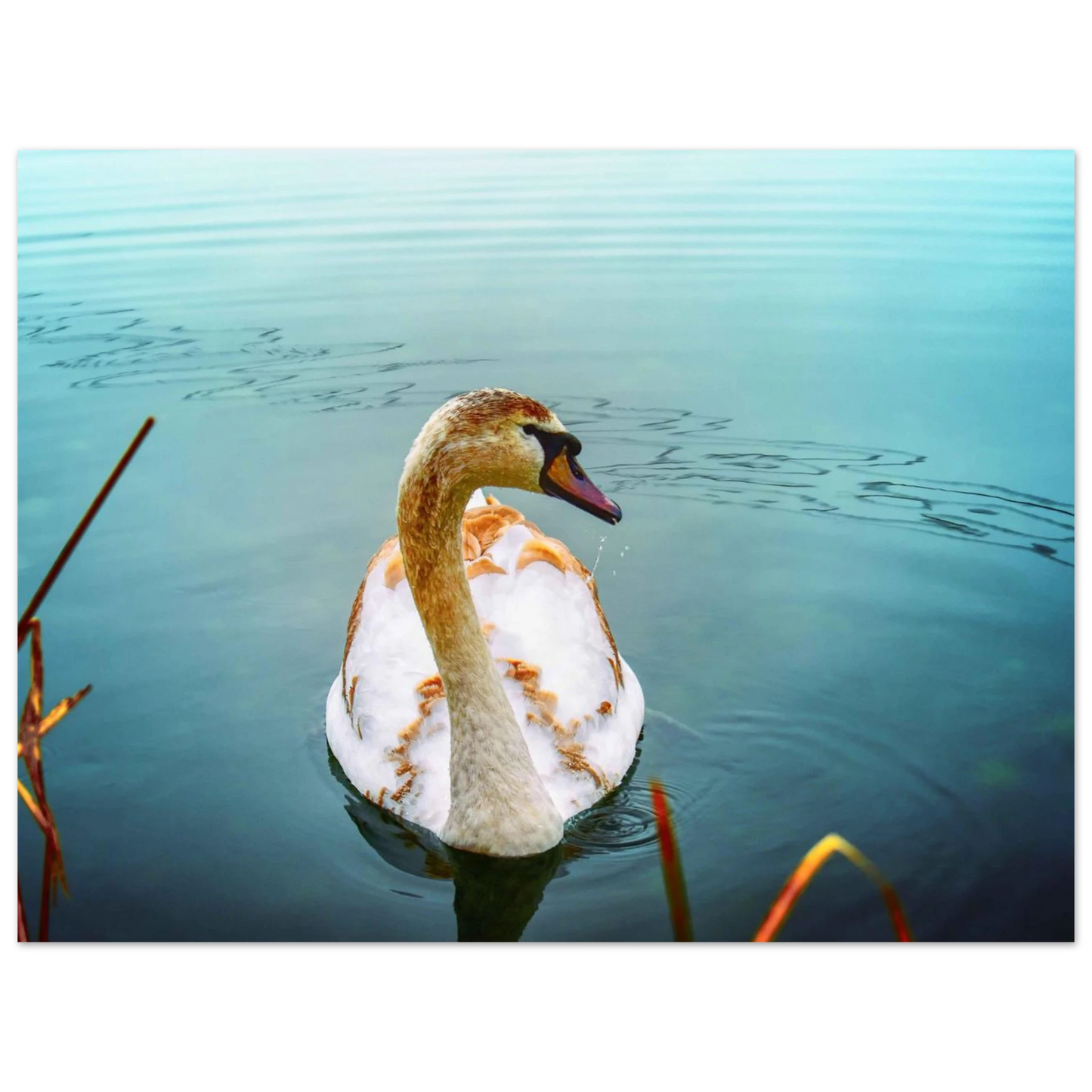 32d5ff4e-a7fc-4a09-becc-4fbe002662e9