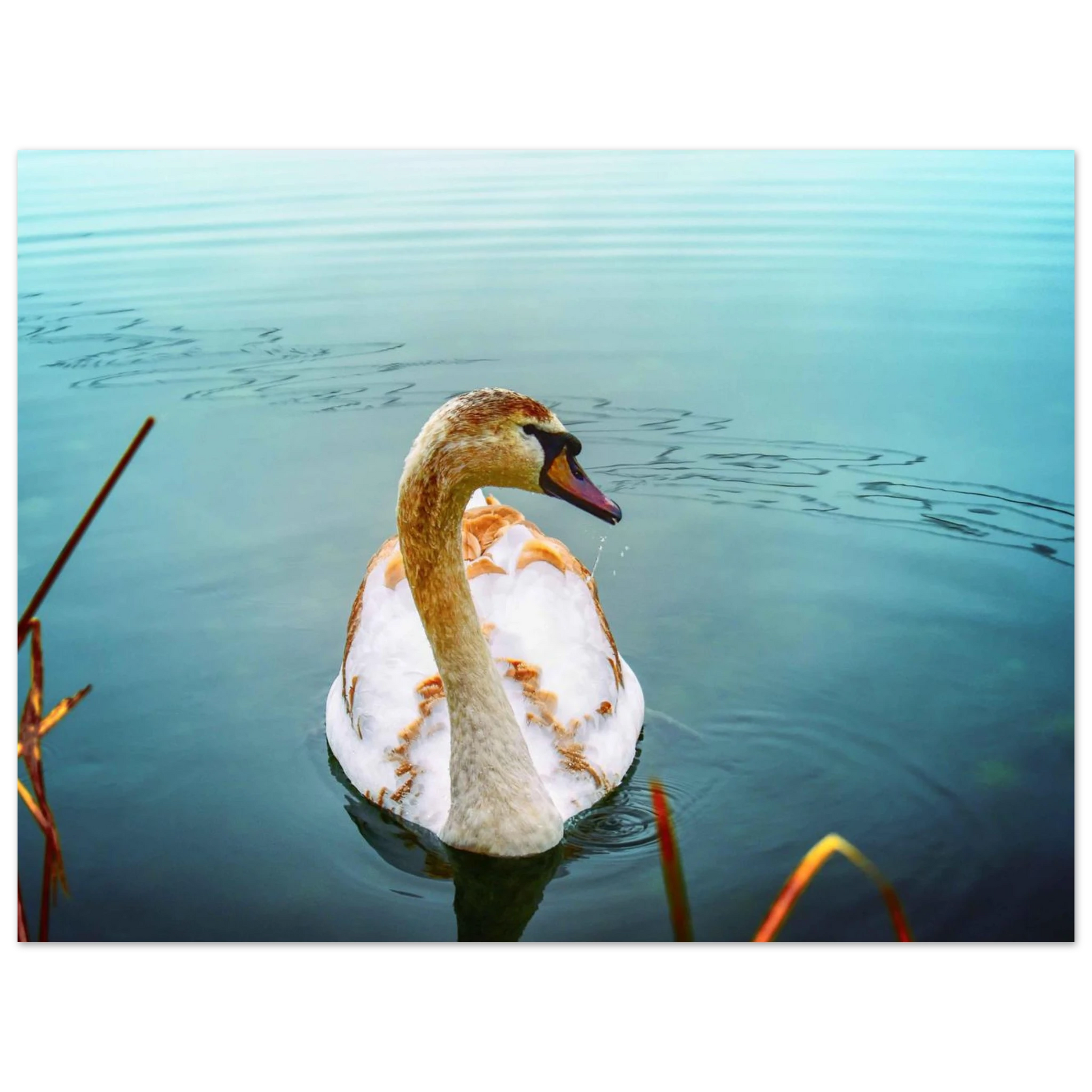 32d5ff4e-a7fc-4a09-becc-4fbe002662e9