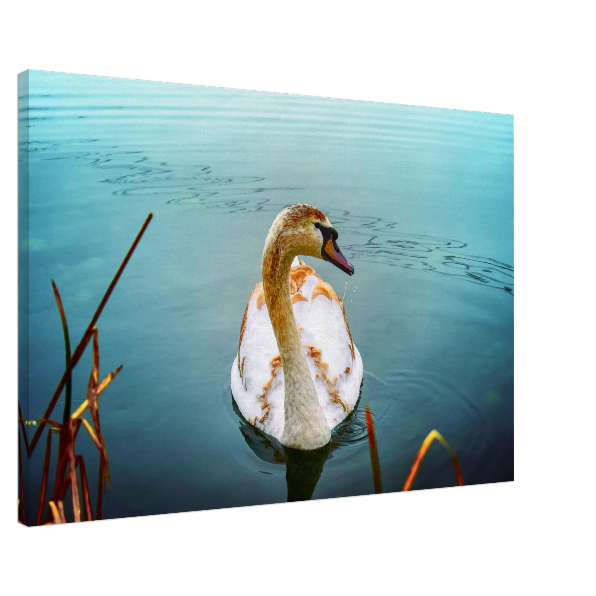 52e404c6-0e8f-4138-90bc-f047f437dc81