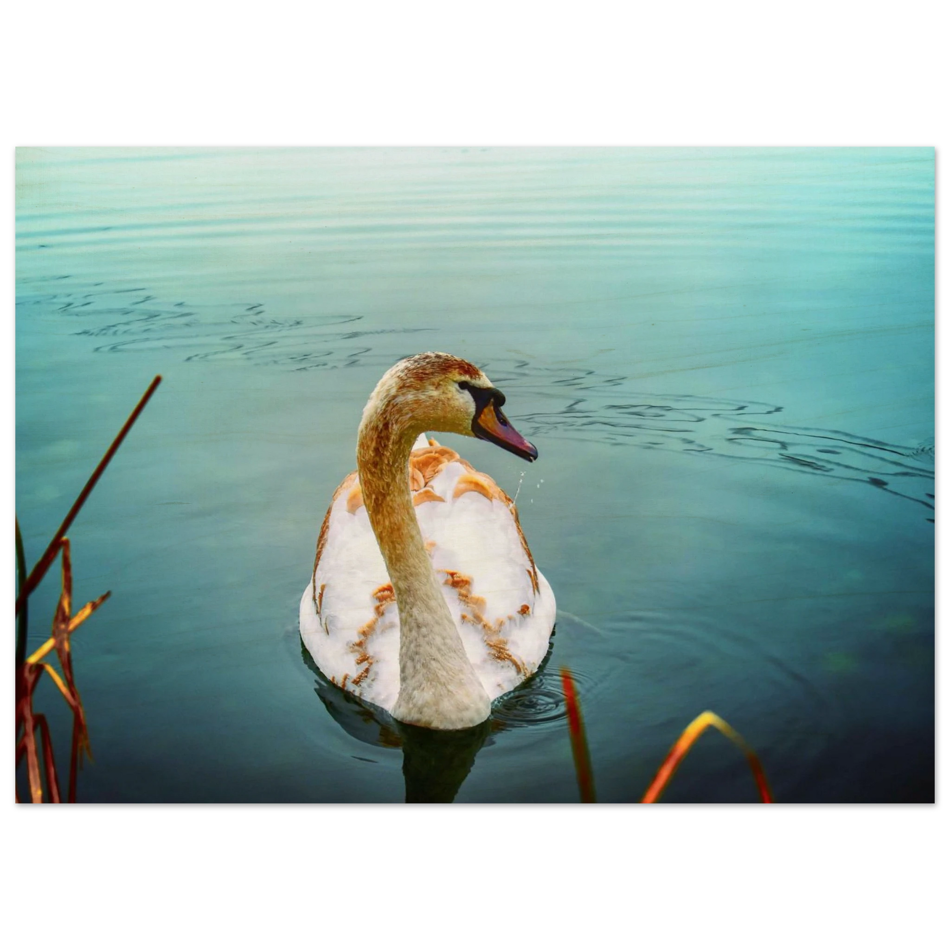 5427bb82-e6cd-4409-b094-0fca410afabb