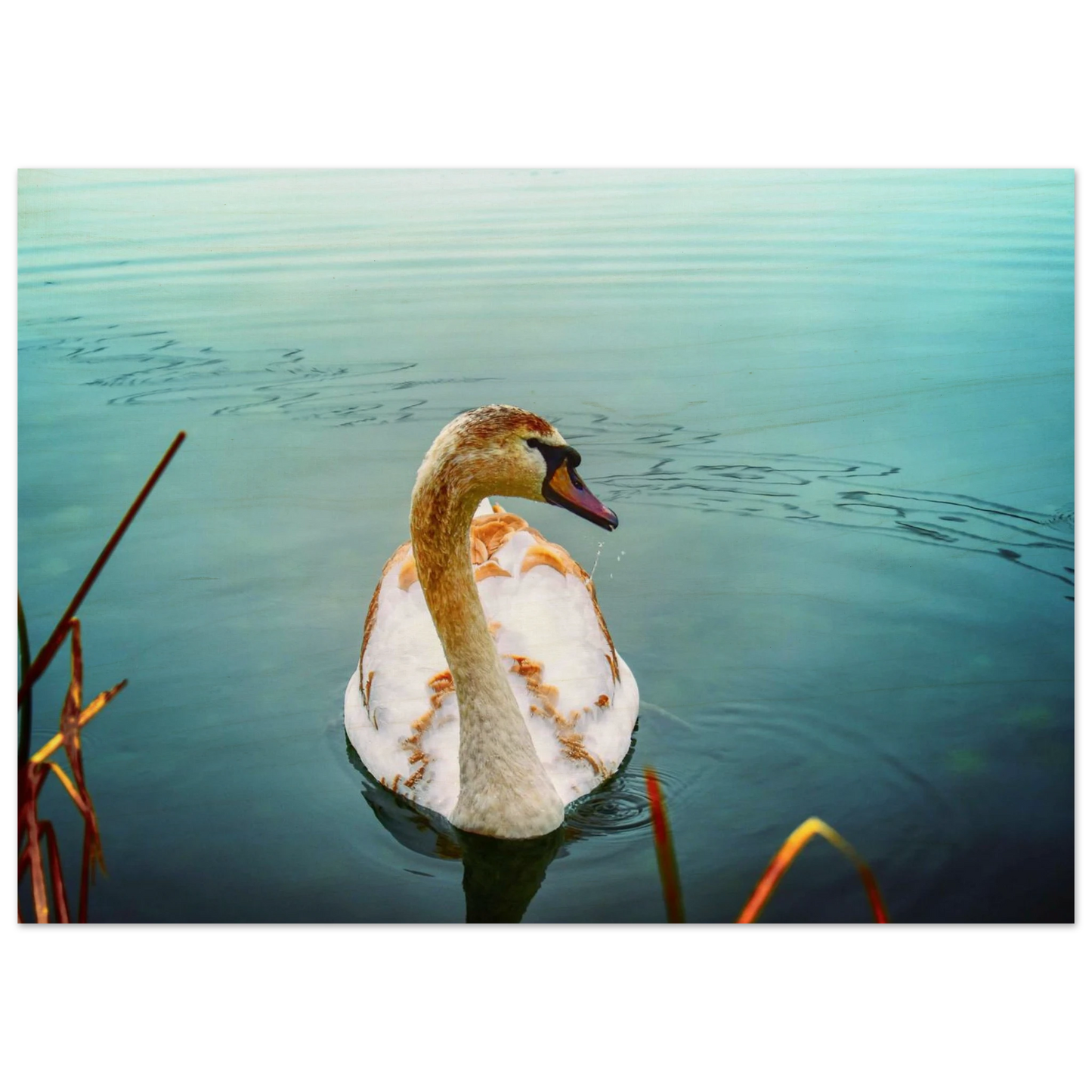 70550d15-9385-4e14-9a09-a37cc4b1b9fb