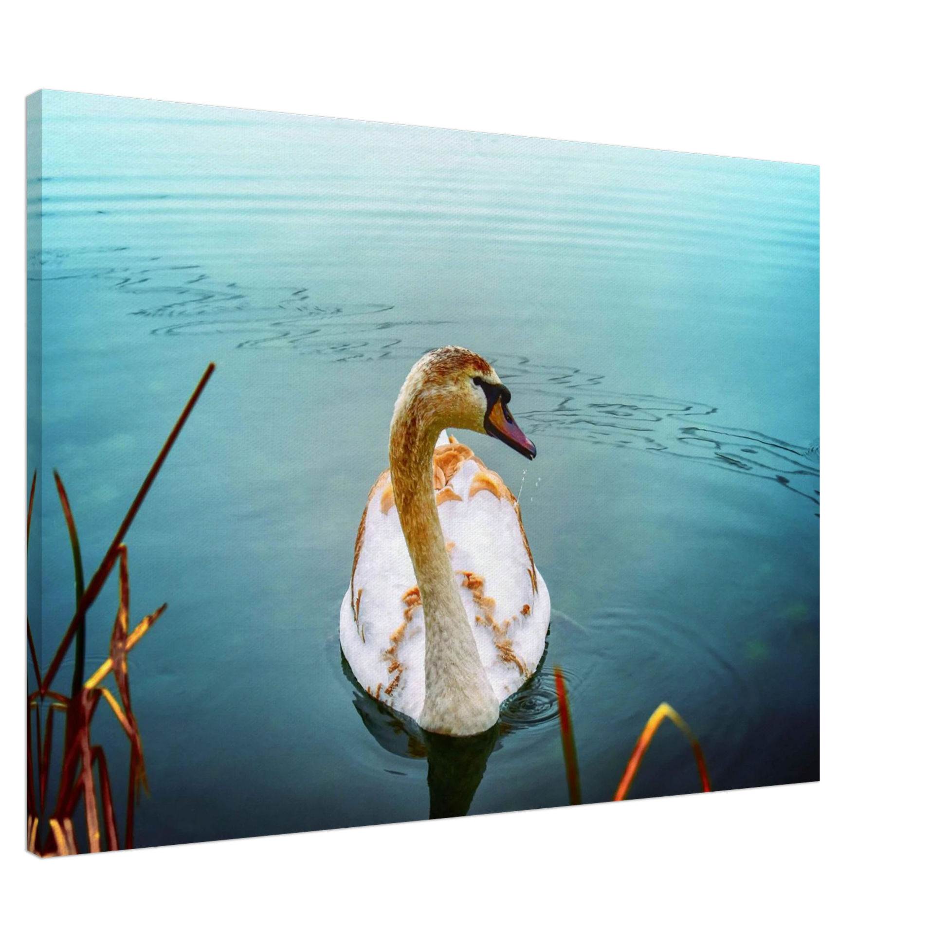 970c55ad-03de-410a-973f-023ed12e877d