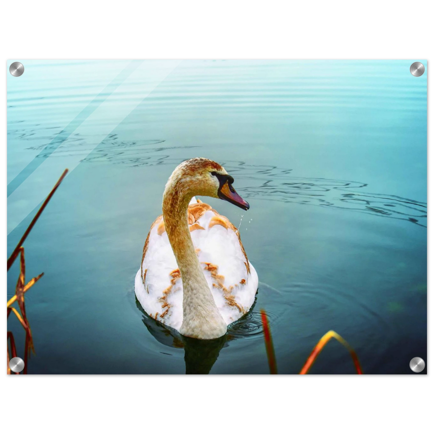 9a4754c4-6b78-41a6-ae59-953cf223582a