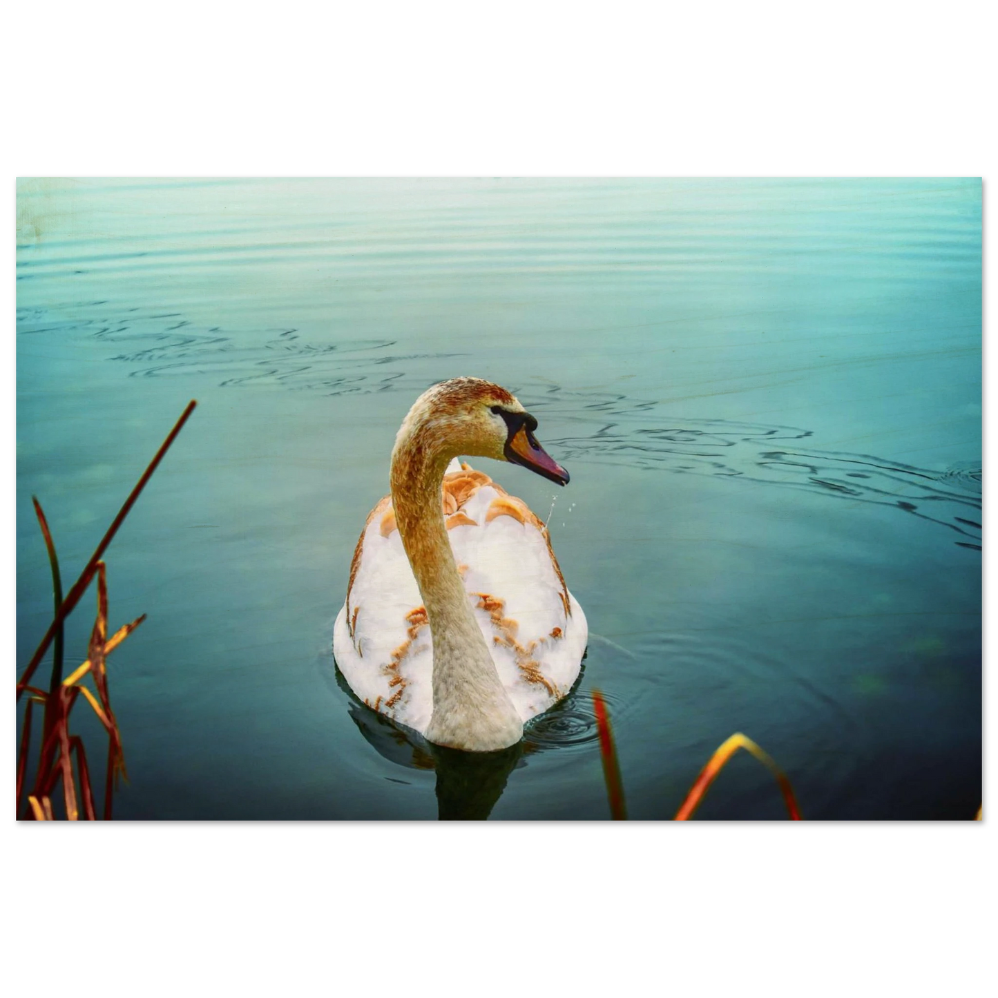 9c971ad1-a3e2-44a1-bf4b-92bd92b4491f