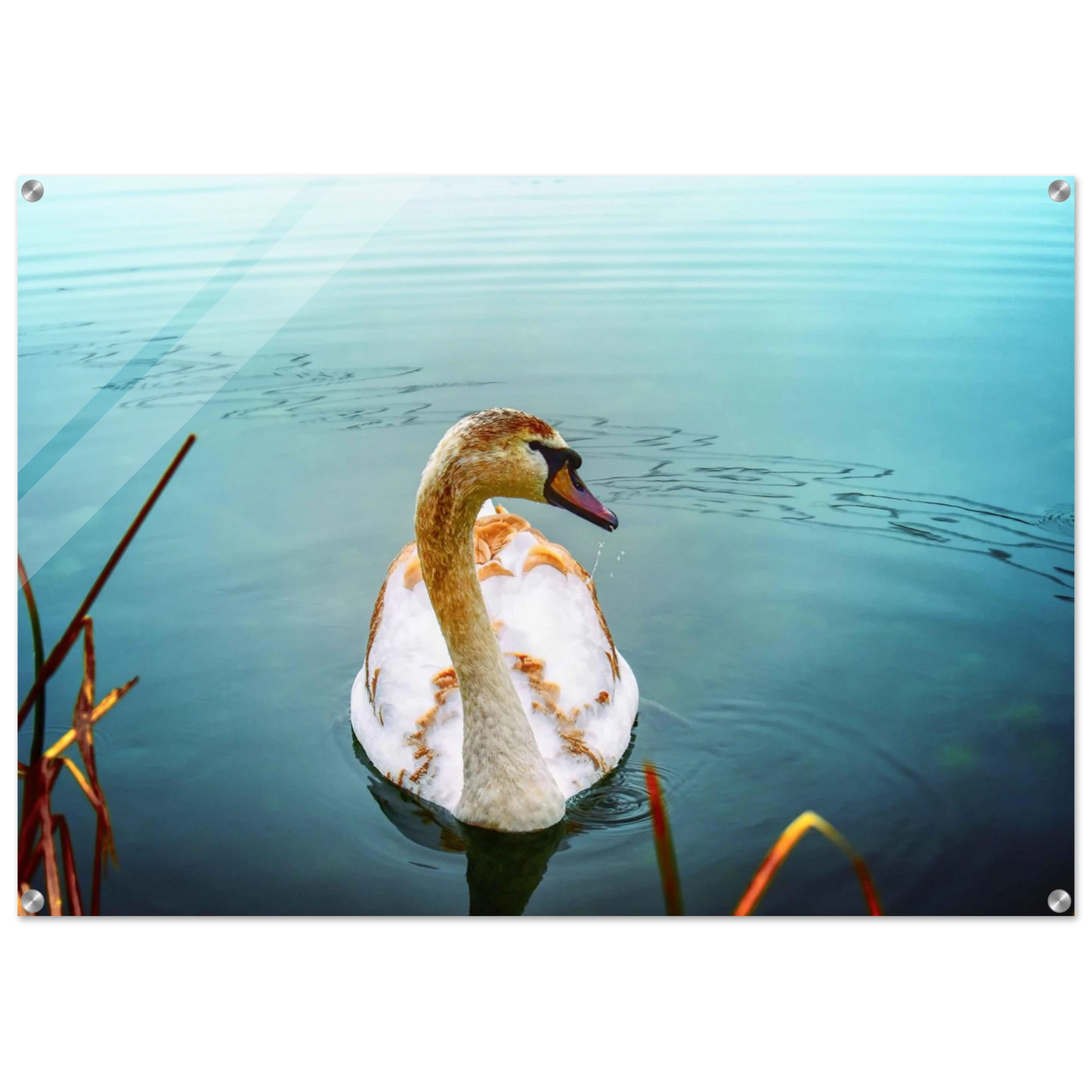 adedb29c-7a3a-4d3a-b5c6-b8e5abf22aee