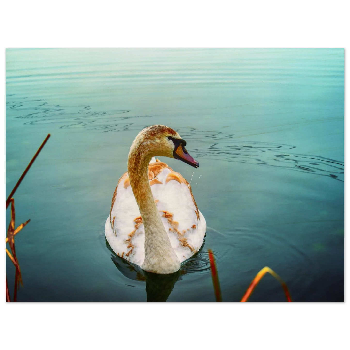 af494240-6b59-44f7-8cd8-e86e97125e67