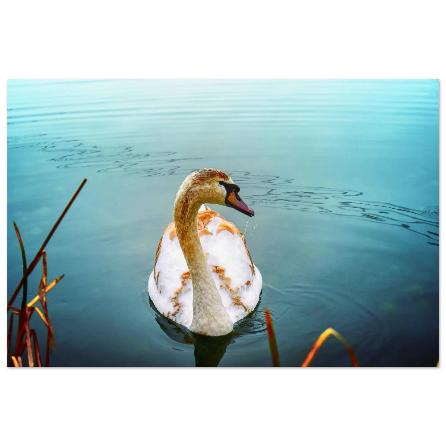 d9217cba-7079-4a5d-9ba9-091e2c738fa0