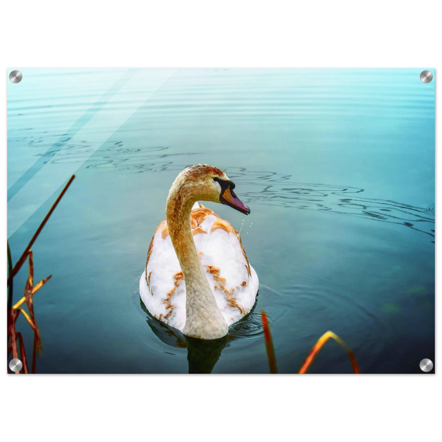 dbae6159-24c3-4f42-b8d9-9572fc45fa8c