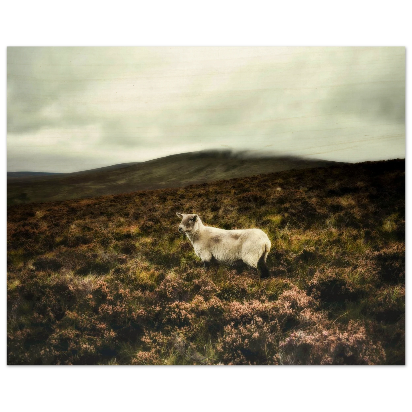 dd5caf38-4b01-42cf-a948-bf17d65d6722