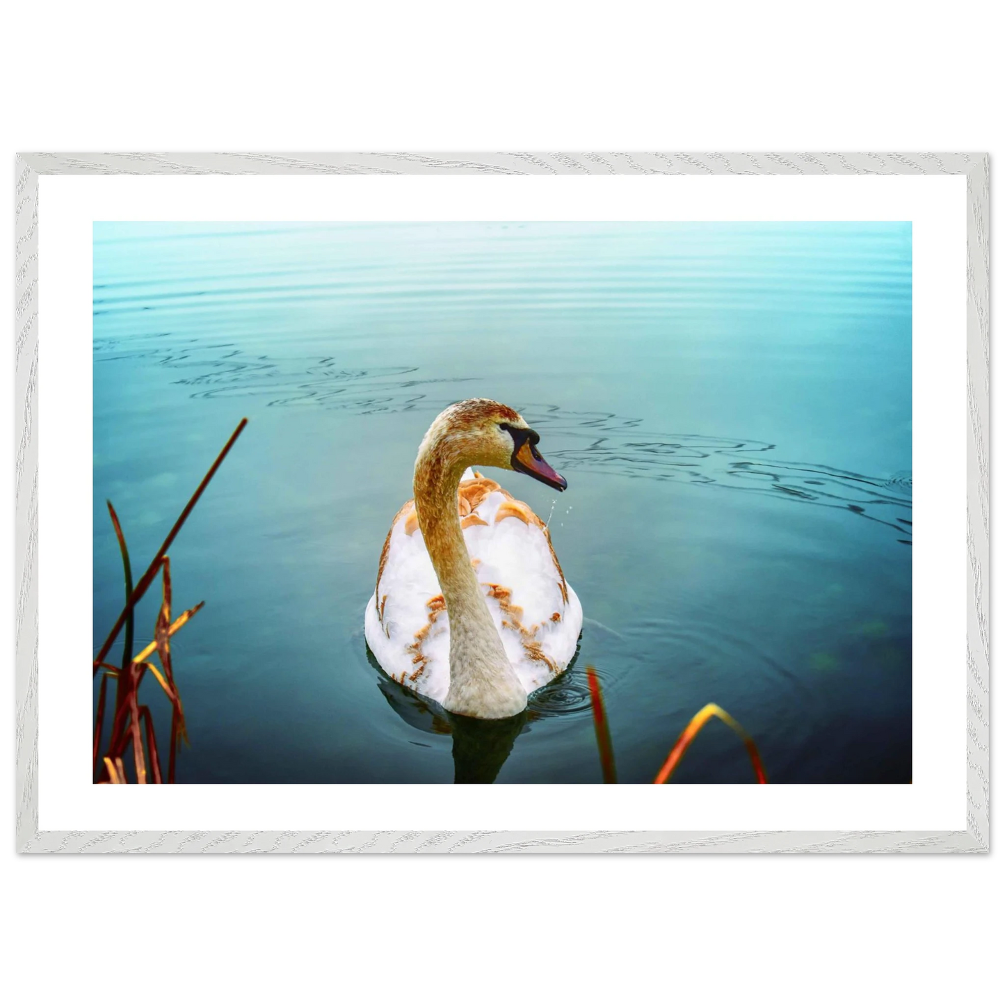 e4e2c7c5-2580-4633-801f-a6c49370efcb