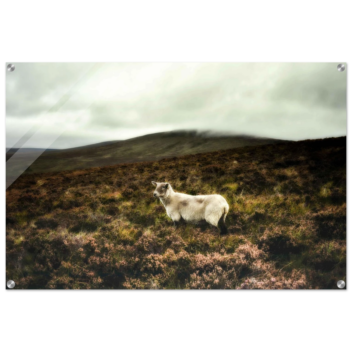 e6489f9d-17ac-4047-8c94-cb248b460931