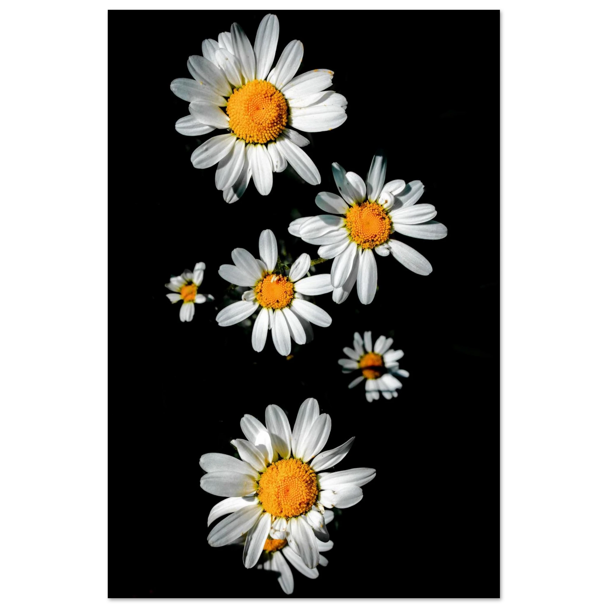 e7fa3969-1656-458e-b5fe-ed7bc88a2f81