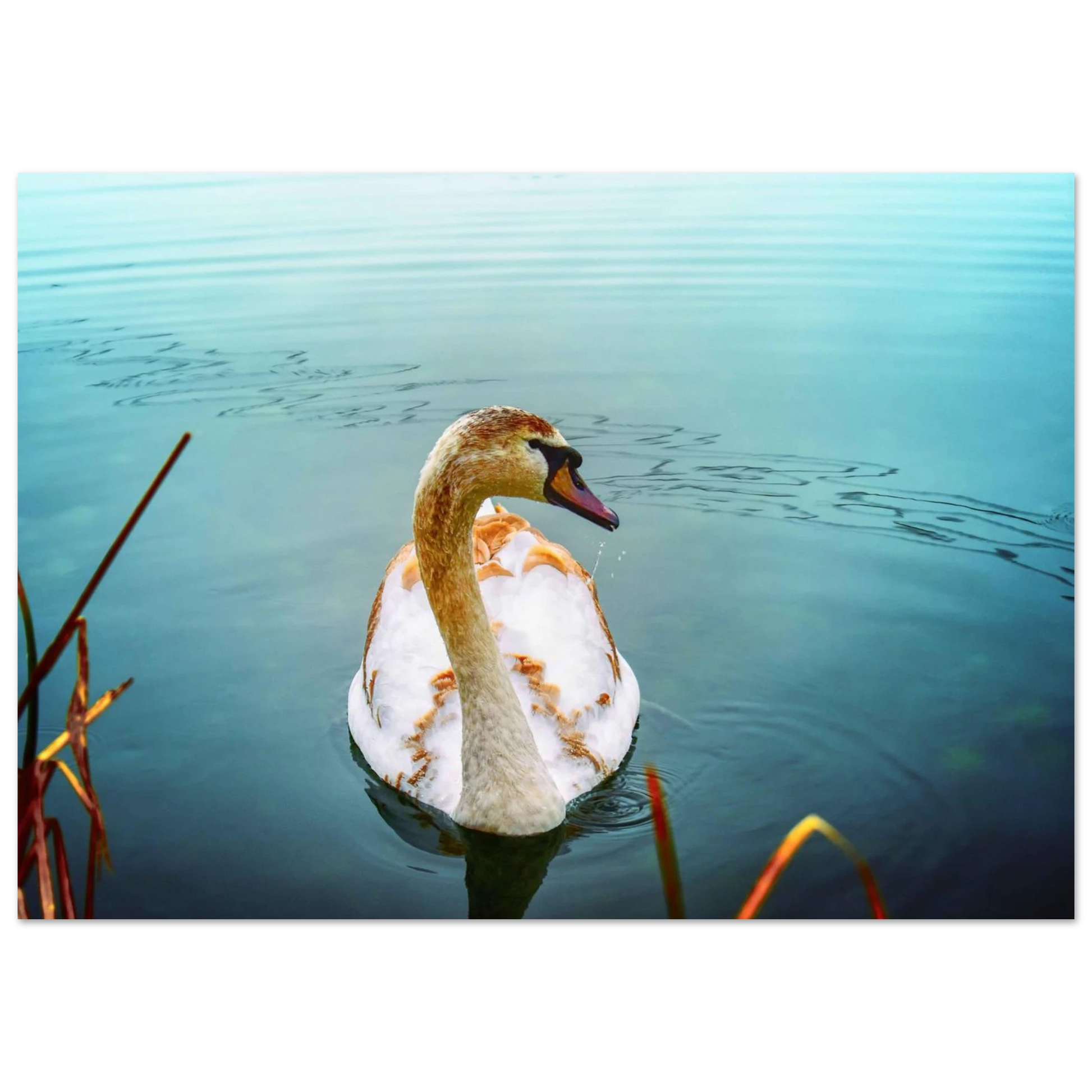 f6bfd732-b57d-4479-896e-29a8026de9d4